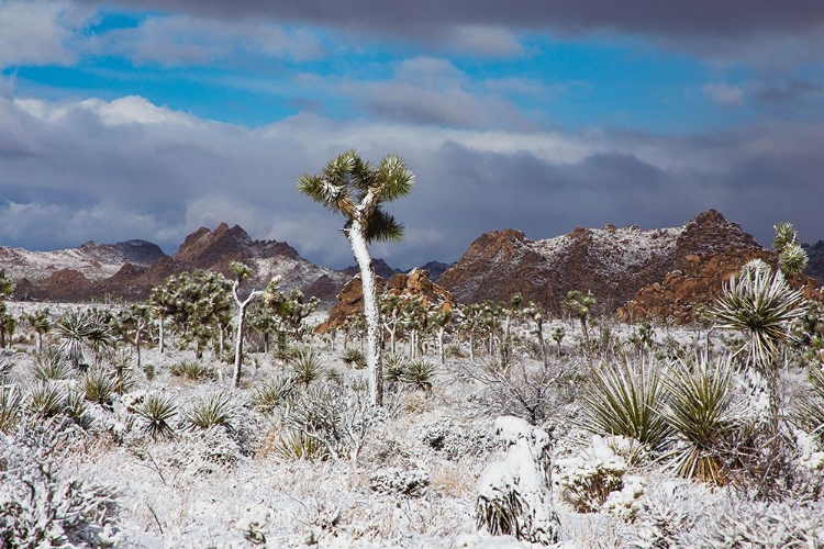 Picture of WINTER STORM-JOSHUA TREE NATIONAL PARK-CALIFORNIA