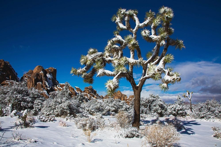 Picture of WINTER STORM-JOSHUA TREE NATIONAL PARK-CALIFORNIA