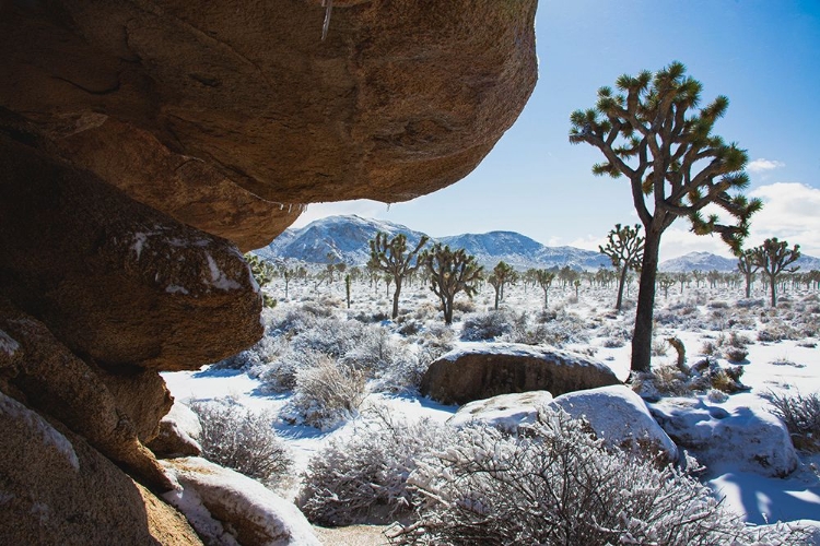 Picture of WINTER STORM-JOSHUA TREE NATIONAL PARK-CALIFORNIA