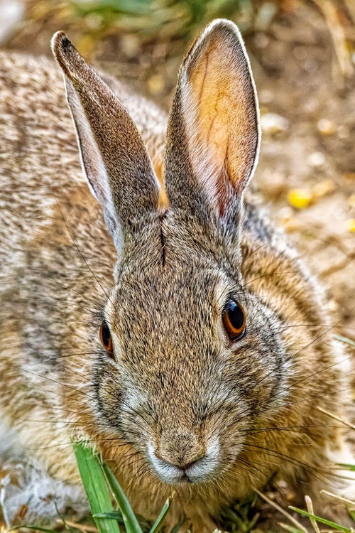 Picture of USA-COLORADO-FORT COLLINS EASTERN COTTONTAIL RABBIT CLOSE-UP