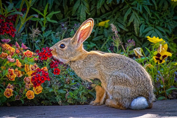 Picture of USA-COLORADO-FORT COLLINS EASTERN COTTONTAIL RABBIT CLOSE-UP