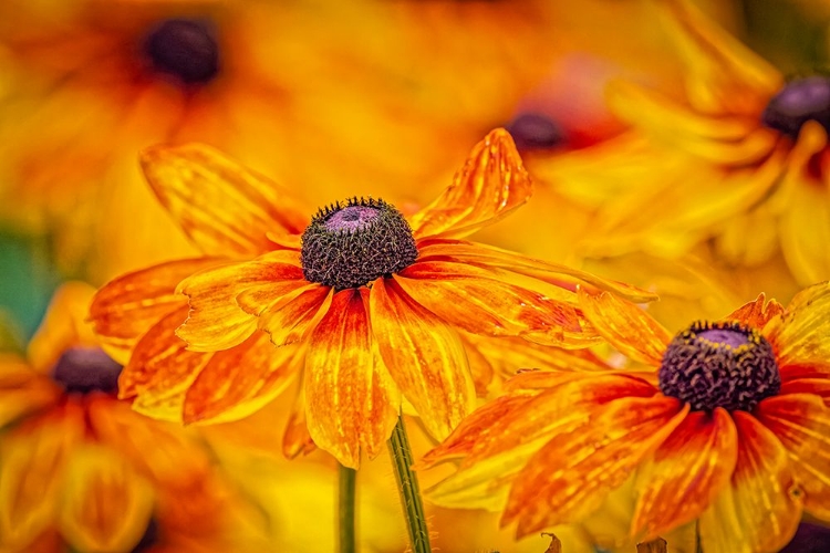 Picture of USA-COLORADO-FORT COLLINS COREOPSIS FLOWERS CLOSE-UP