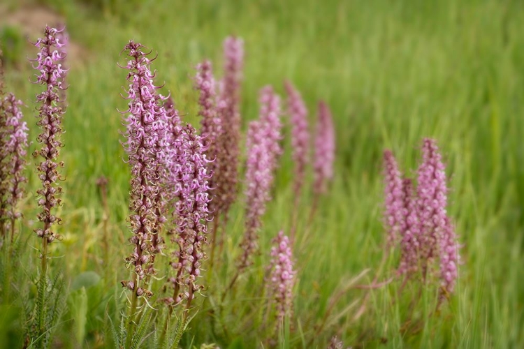 Picture of USA-COLORADO-GUNNISON NATIONAL FOREST ELEPHANT HEAD FLOWERS CLOSE-UP