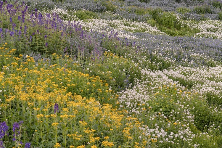 Picture of USA-COLORADO-AMERICAN BASIN WILDFLOWERS IN MOUNTAIN MEADOW