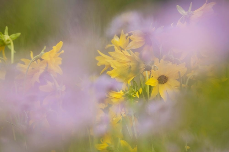 Picture of USA-COLORADO-GUNNISON NATIONAL FOREST MULE-EARS AND ASTER FLOWERS ABSTRACT