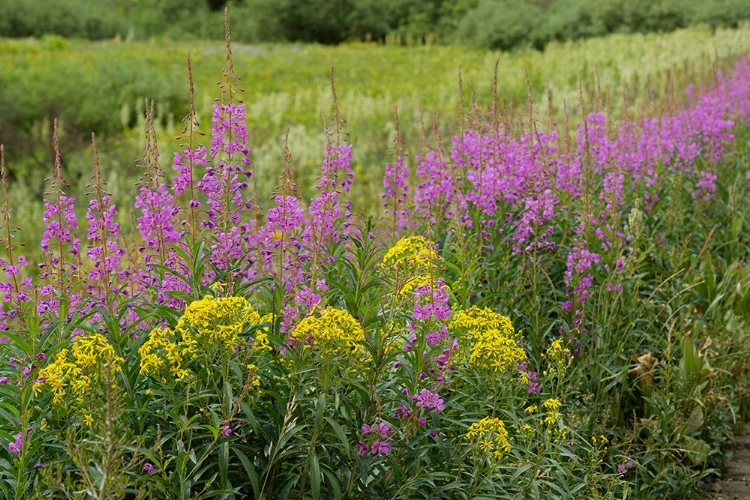 Picture of USA-COLORADO-GUNNISON NATIONAL FOREST SPRINGTIME MEADOW WITH WILDFLOWERS