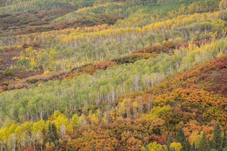 Picture of USA-COLORADO-UNCOMPAHGRE NATIONAL FOREST AUTUMN-COLORED FOREST