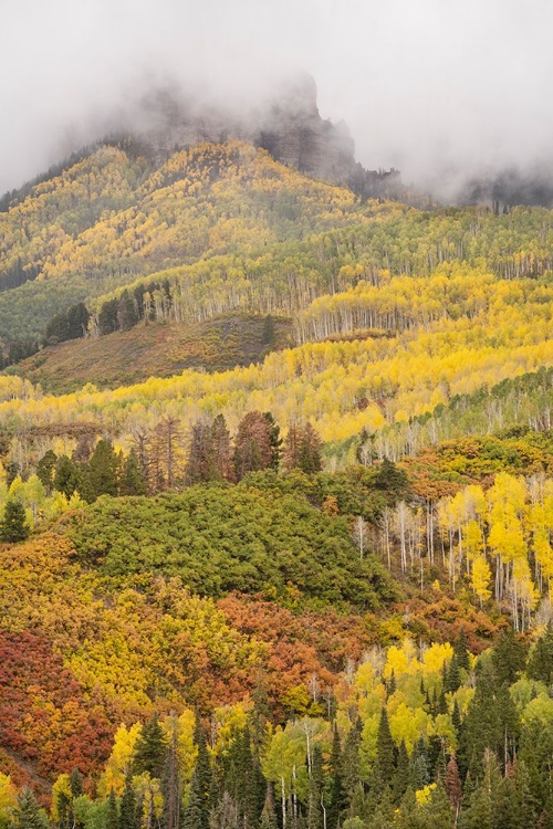 Picture of USA-COLORADO-UNCOMPAHGRE NATIONAL FOREST CLOUD AND AUTUMN-COLORED FOREST