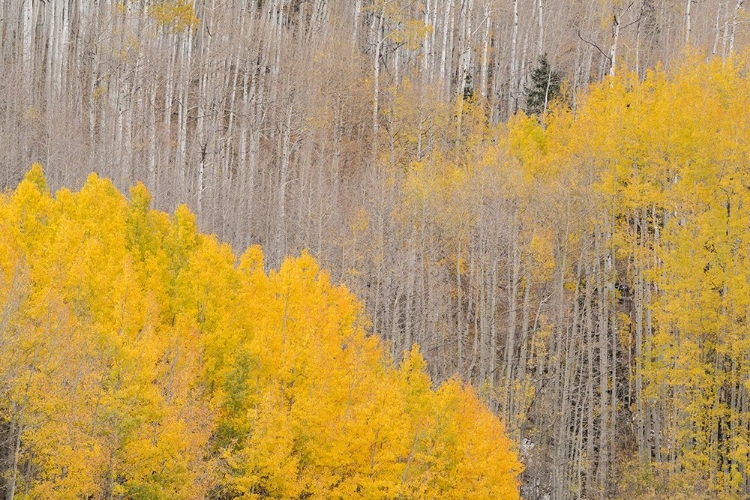 Picture of USA-COLORADO-UNCOMPAHGRE NATIONAL FOREST AUTUMN-COLORED ASPENS