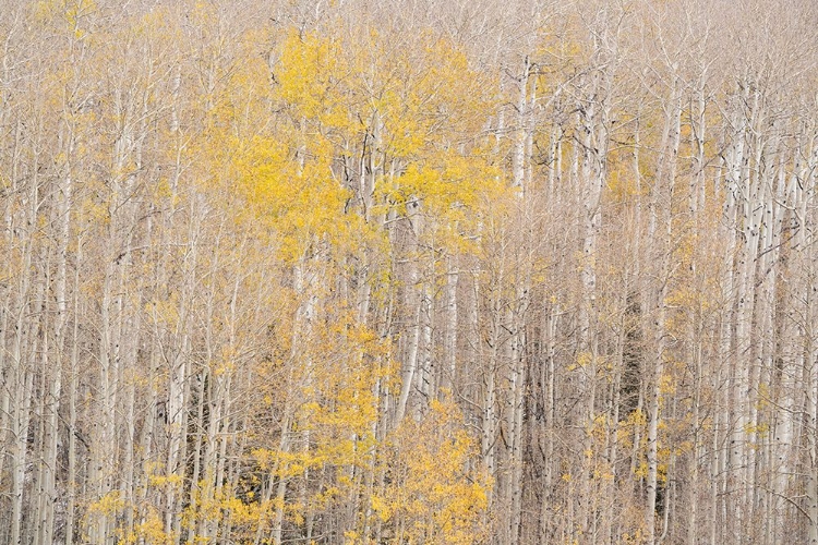 Picture of USA-COLORADO-UNCOMPAHGRE NATIONAL FOREST AUTUMN-COLORED ASPENS