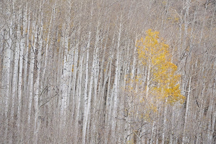 Picture of USA-COLORADO-UNCOMPAHGRE NATIONAL FOREST AUTUMN-COLORED ASPENS