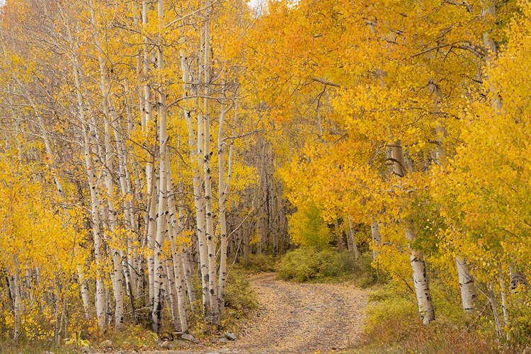 Picture of USA-COLORADO-UNCOMPAHGRE NATIONAL FOREST ROAD THROUGH ASPEN FOREST IN AUTUMN