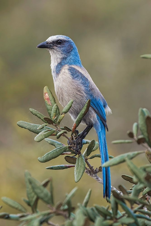 Picture of FLORIDA SCRUB JAY-MERRITT ISLAND NATIONAL WILDLIFE REFUGE-FLORIDA