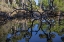 Picture of FALLEN TREE REFLECTED ON THE ECONLOCKHATCHEE RIVER-A BLACKWATER TRIBUTARY OF THE ST JOHNS RIVER