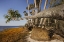 Picture of SABLE PALM TREE ALONG SHORELINE OF HARNEY LAKE AT SUNSET-FLORIDA