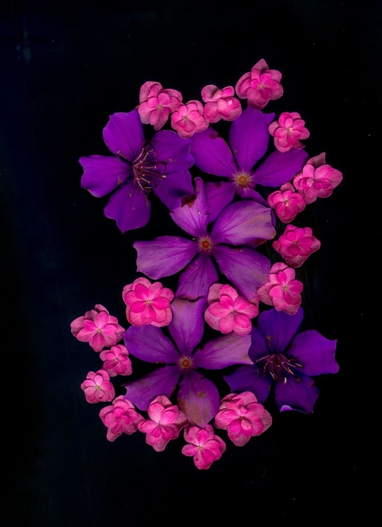 Picture of USA-FLORIDA-CELEBRATION-A BOUQUET OF FLOWERS