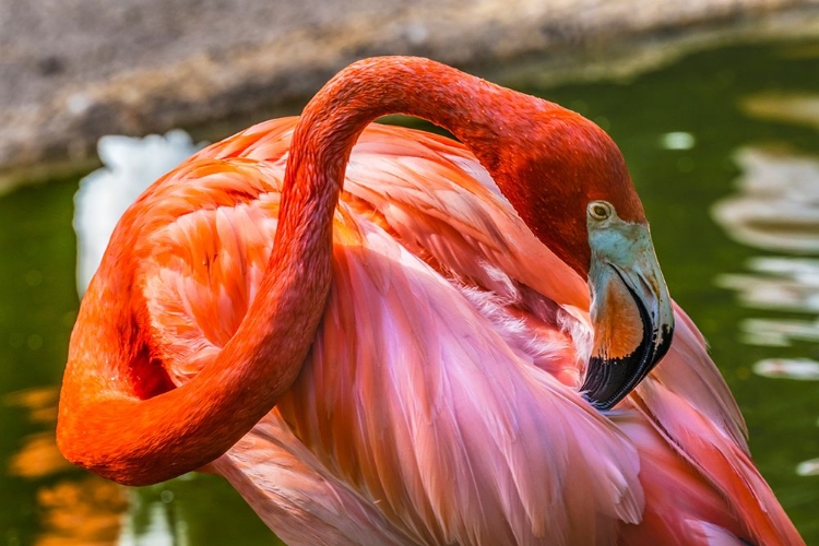 Picture of COLORFUL AMERICAN CARIBBEAN FLAMINGO-FLORIDA