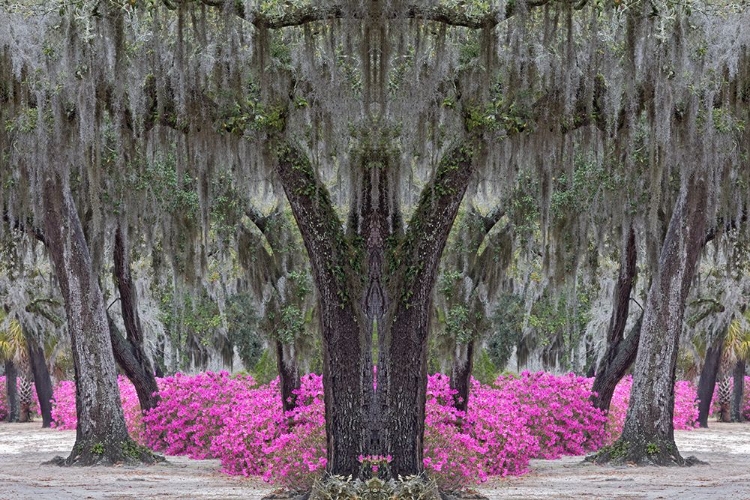 Picture of LIVE OAK TREES DRAPED IN SPANISH MOSS AND AZALEAS IN FULL BLOOM IN SPRING-BONAVENTURE CEMETERY