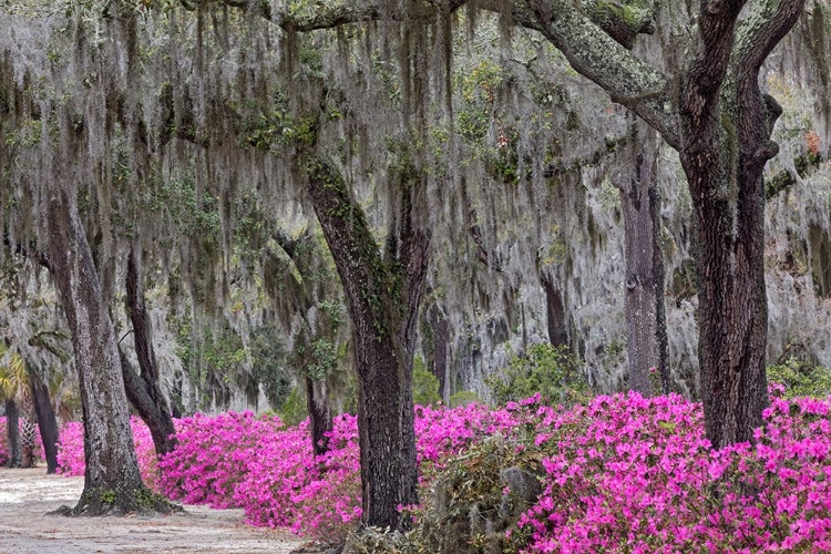 Picture of LIVE OAK TREES DRAPED IN SPANISH MOSS AND AZALEAS IN FULL BLOOM IN SPRING-BONAVENTURE CEMETERY