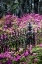 Picture of WROUGHT IRON FENCE AND AZALEAS IN FULL BLOOM-BONAVENTURE CEMETERY-SAVANNAH-GEORGIA