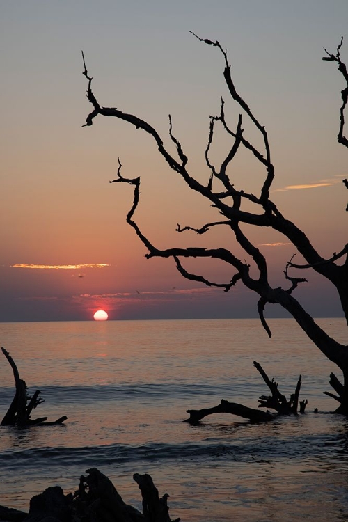 Picture of USA-GEORGIA-JEKYLL ISLAND-SUNRISE ON DRIFTWOOD BEACH OF PETRIFIED TREES