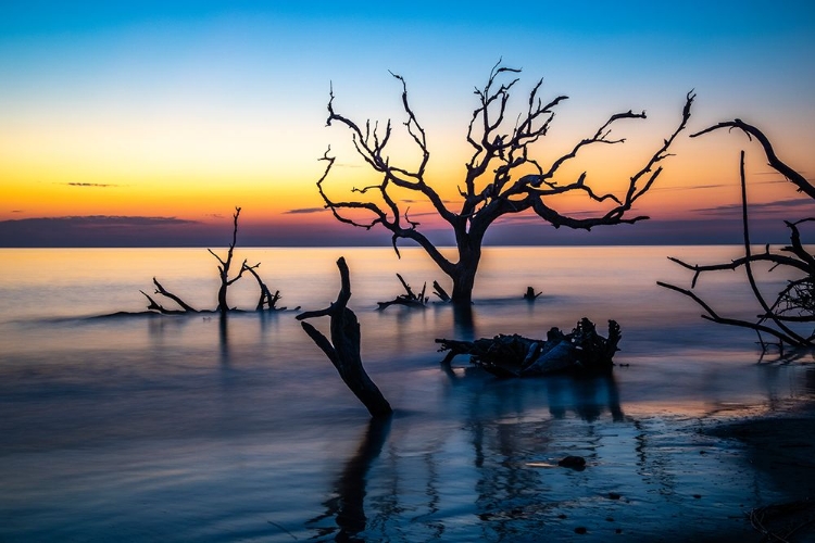 Picture of USA-GEORGIA-JEKYLL ISLAND-SUNRISE ON DRIFTWOOD BEACH OF PETRIFIED TREES