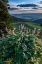 Picture of USA-IDAHO-MOUNTAIN GLOBEMALLOW AND VIEW OF TETON VALLEY