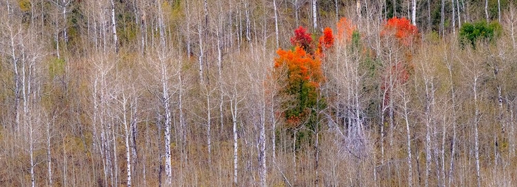 Picture of USA-IDAHO-HIGHWAY 36 WEST OF LIBERTY AND HILLSIDES COVERED WITH ASPENS IN AUTUMN WITH CANYON MAPLE