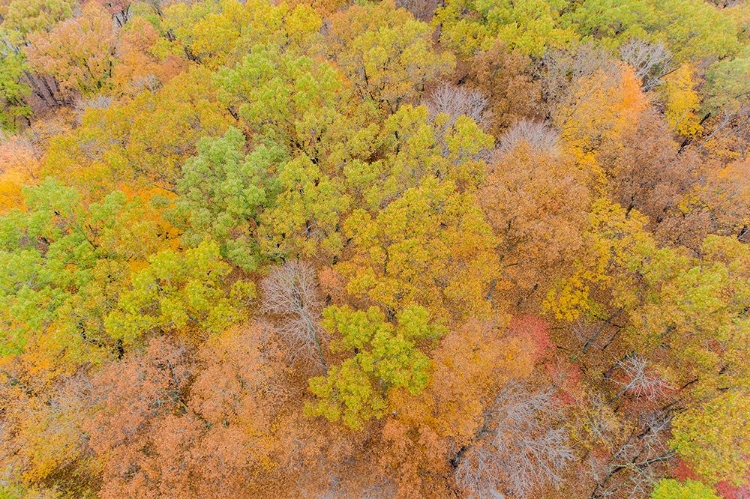 Picture of AERIAL VIEW OF FALL COLOR-MARION COUNTY-ILLINOIS