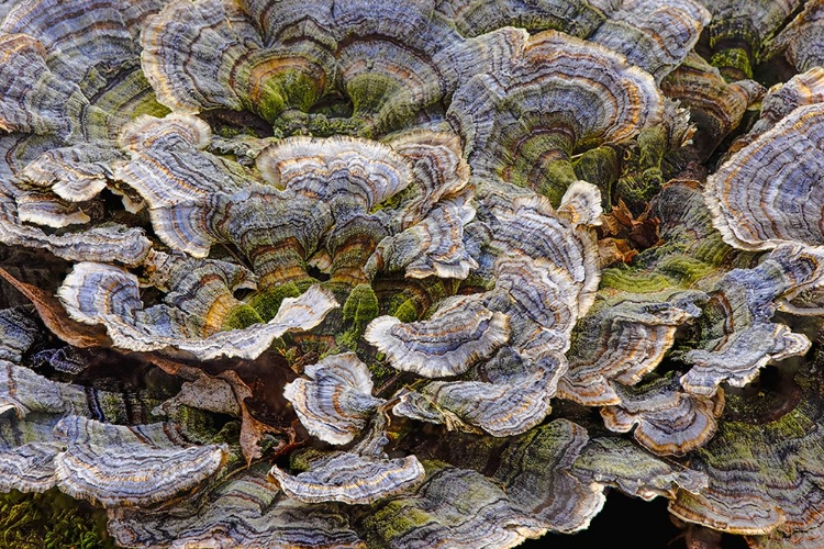 Picture of TURKEY TAIL BRACKET FUNGI THE PARKLANDS-LOUISVILLE-KENTUCKY