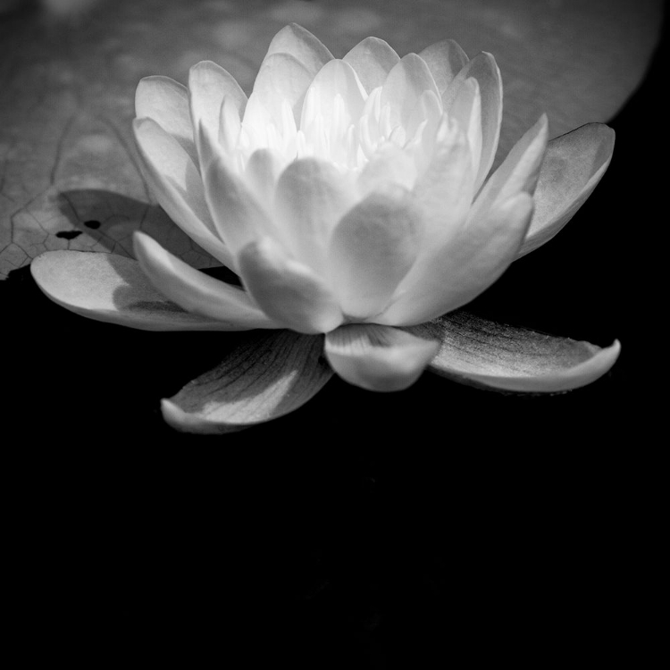 Picture of USA-MINNESOTA-LA SALLE LAKE STATE RECRATION AREA-LA SALLE CREEK-WATER LILLY