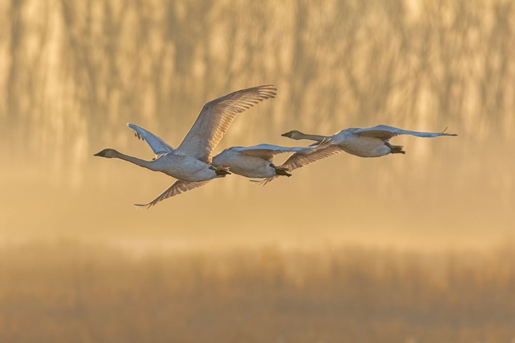 Picture of TRUMPETER SWANS-CYGNUS BUCCINATOR-IN FLIGHT AT SUNRISE RIVERLANDS MIGRATORY BIRD SANCTUARY-WEST ALT