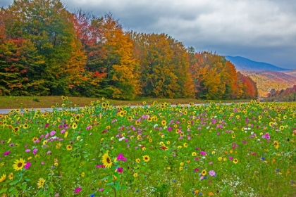 Picture of USA-NEW HAMPSHIRE-WHITE MOUNTAINS IN BACKGROUND WITH MERIDIAN PLANTED WITH FLOWERS ALONG INTERSTATE