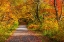 Picture of USA-NEW HAMPSHIRE-FRANCONIA-ONE LANE ROADWAY WITH FALLEN AUTUMN LEAVES AND LINED WITH FALL COLORED 