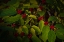 Picture of USA-NEW JERSEY-CAPE MAY CLOSE-UP OF GREEN LEAVES AND RED BERRIES