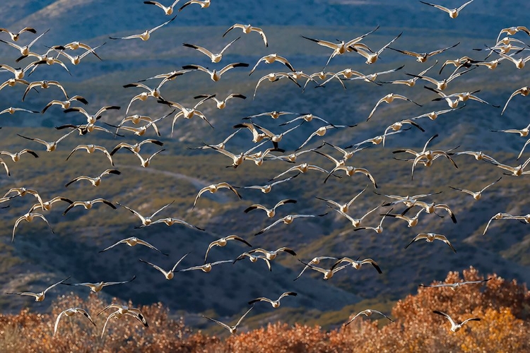 Picture of SNOW GEESE FLYING BOSQUE DEL APACHE NATIONAL WILDLIFE REFUGE-NEW MEXICO