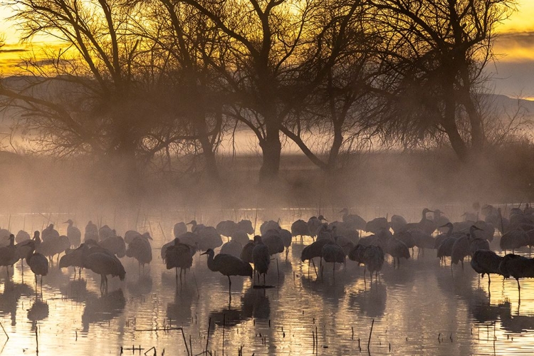 Picture of USA-NEW MEXICO-BERNARDO WILDLIFE MANAGEMENT AREA-SANDHILL CRANES IN WATER ON FOGGY SUNRISE