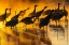 Picture of USA-NEW MEXICO-BERNARDO WILDLIFE MANAGEMENT AREA-SANDHILL CRANES IN WATER ON FOGGY SUNRISE