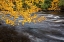 Picture of USA-NEW YORK-ADIRONDACKS LONG LAKE-YELLOW FOLIAGE ALONG THE RAQUETTE RIVER AT FORKED LAKE