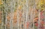 Picture of USA-NEW YORK-ADIRONDACKS KEENE-AUTUMN FOLIAGE PAST PEAK