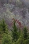 Picture of LICHEN COVERED TREES AT HIGH ELEVATION-GREAT SMOKY MOUNTAINS NATIONAL PARK-NORTH CAROLINA