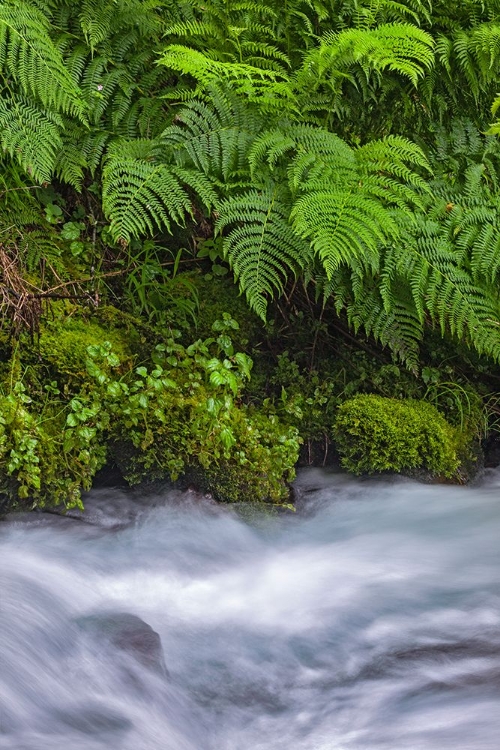 Picture of FERNS ALONG CASCADE-COLUMBIA RIVER GORGE NATIONAL SCENIC AREA-OREGON