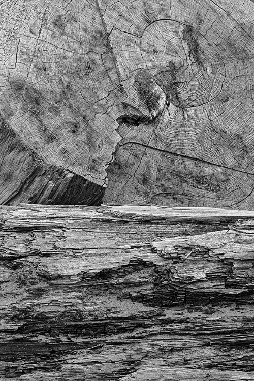 Picture of GEOMETRIC PATTERN IN ERODED DRIFTWOOD-BANDON BEACH-OREGON