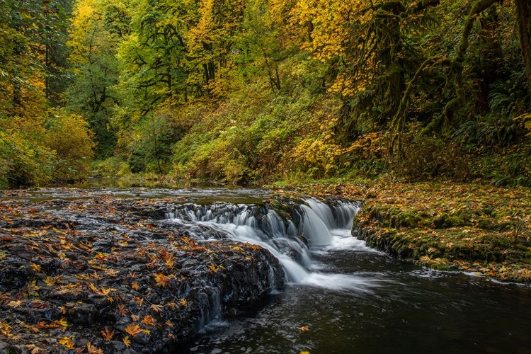 Picture of USA-OREGON-SILVER FALLS STATE PARK WATERFALLS AND FOREST IN AUTUMN