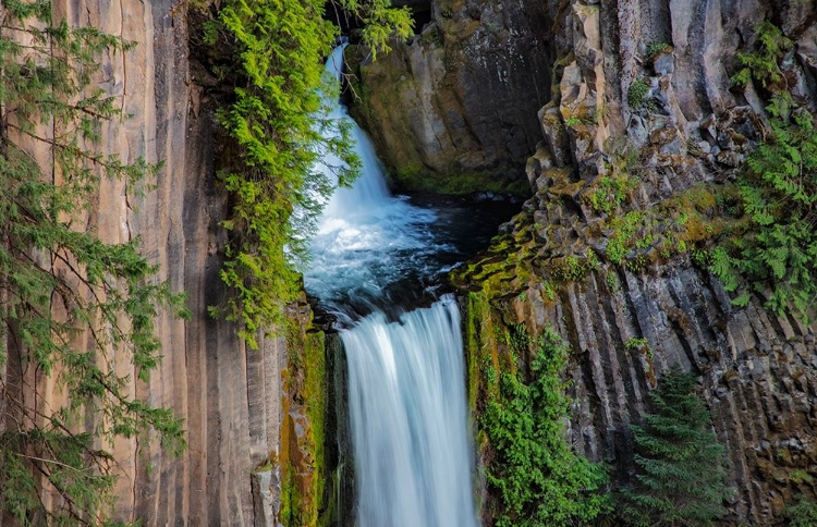 Picture of TOKETEE FALLS RUNS OVER BASALT COLUMNS IN THE UMPQUA NATIONAL FOREST-OREGON-USA