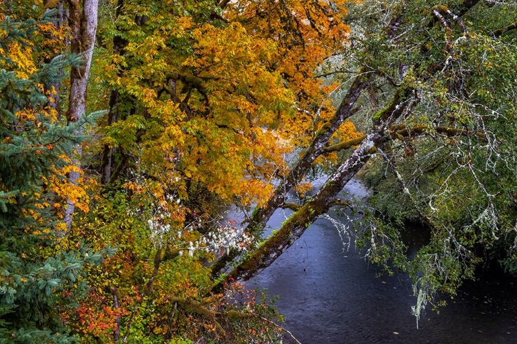 Picture of COLORFUL AUTUMN MAPLES ALONG HUMBUG CREEK IN CLATSOP COUNTY-OREGON-USA