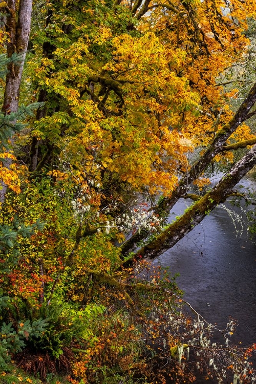 Picture of COLORFUL AUTUMN MAPLES ALONG HUMBUG CREEK IN CLATSOP COUNTY-OREGON-USA