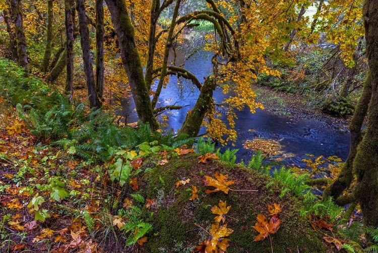 Picture of COLORFUL AUTUMN MAPLES ALONG HUMBUG CREEK IN CLATSOP COUNTY-OREGON-USA