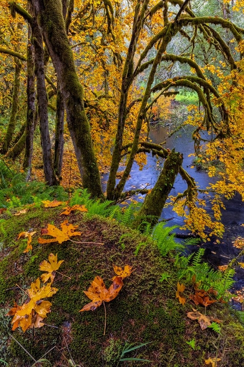 Picture of COLORFUL AUTUMN MAPLES ALONG HUMBUG CREEK IN CLATSOP COUNTY-OREGON-USA