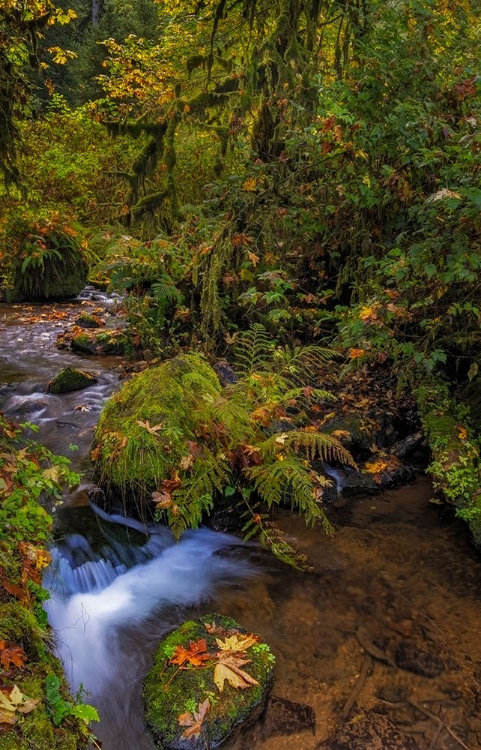 Picture of BIGTOOTH MAPLE LEAVES IN AUTUMN ALONG MUNSON CREEK NEAR TILLAMOOK-OREGON-USA